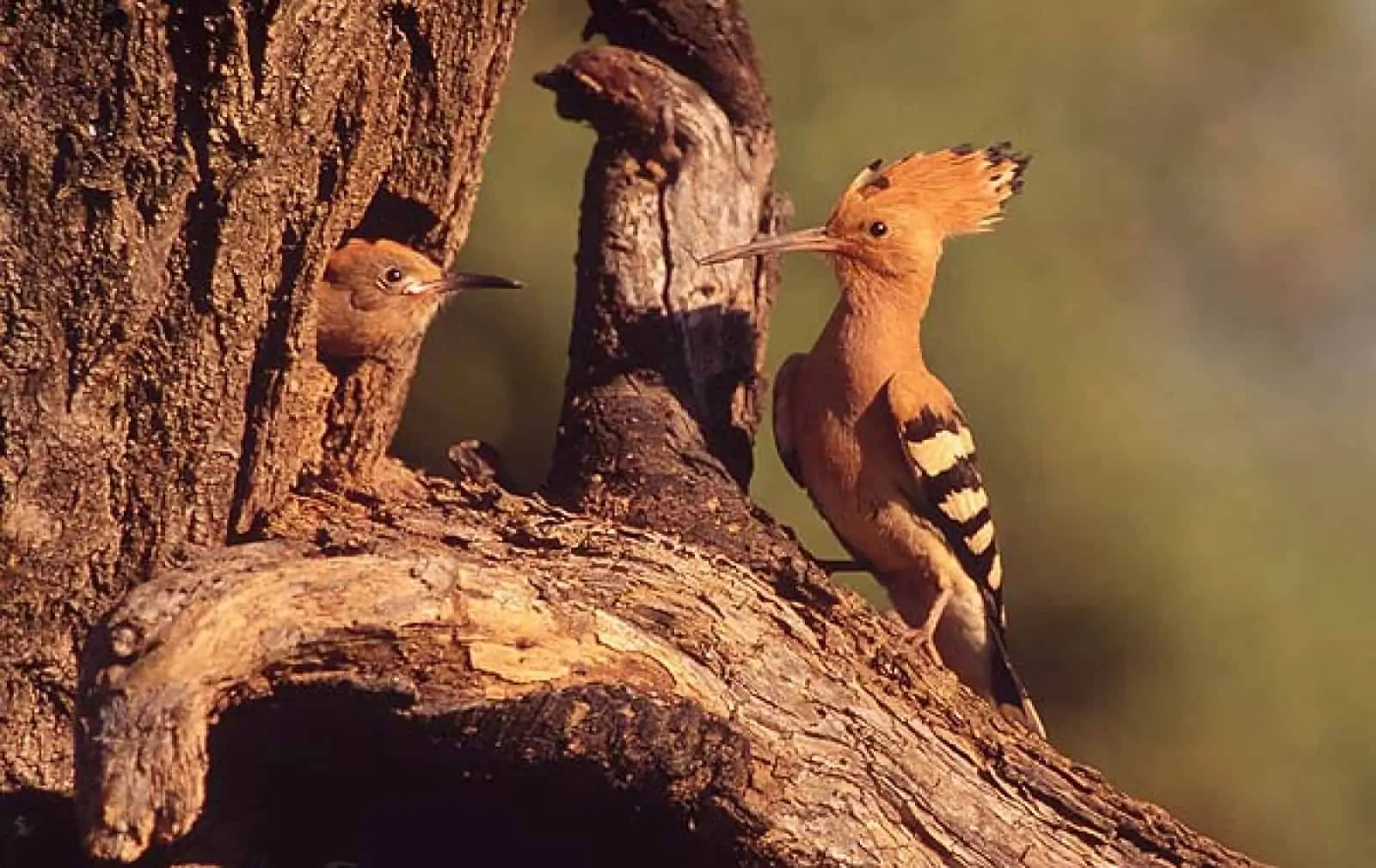 Wiedehopf (Upupa Epops), © by Fred F. HAZELHOFF / WWF-Canon Wiedehopf (Upupa Epops), © by Fred F. HAZELHOFF / WWF-Canon