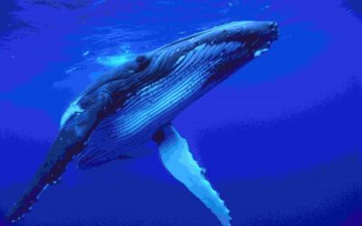 Aktueller Report: Steuerzahler finanzieren Walfang