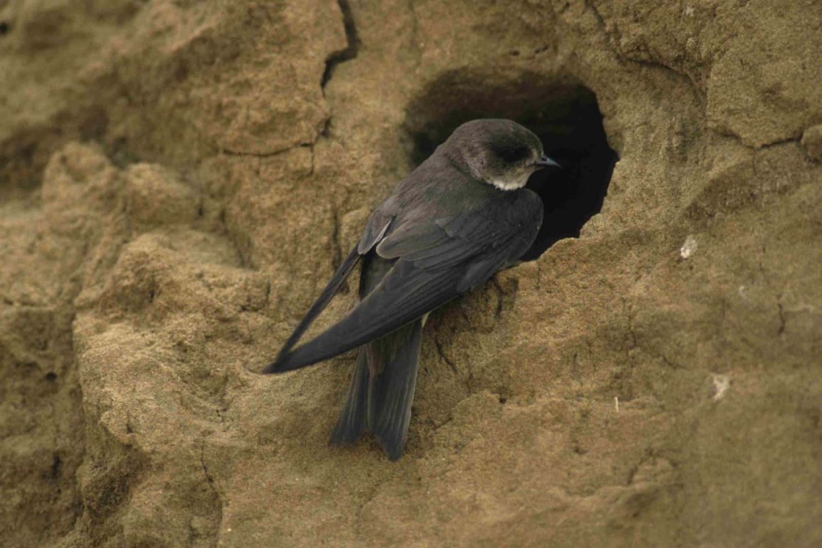 Uferschwalbe, © by Peter Buchner/BirdLife Österreich Uferschwalbe, © by Peter Buchner/BirdLife Österreich
