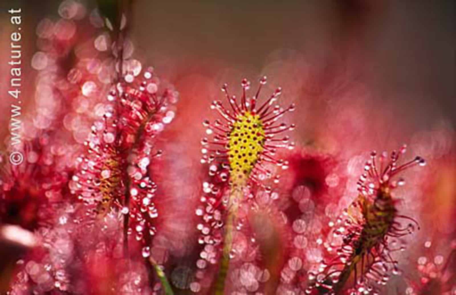 Sonnentau, © by H.Glader/4nature Sonnentau, © by H.Glader/4nature