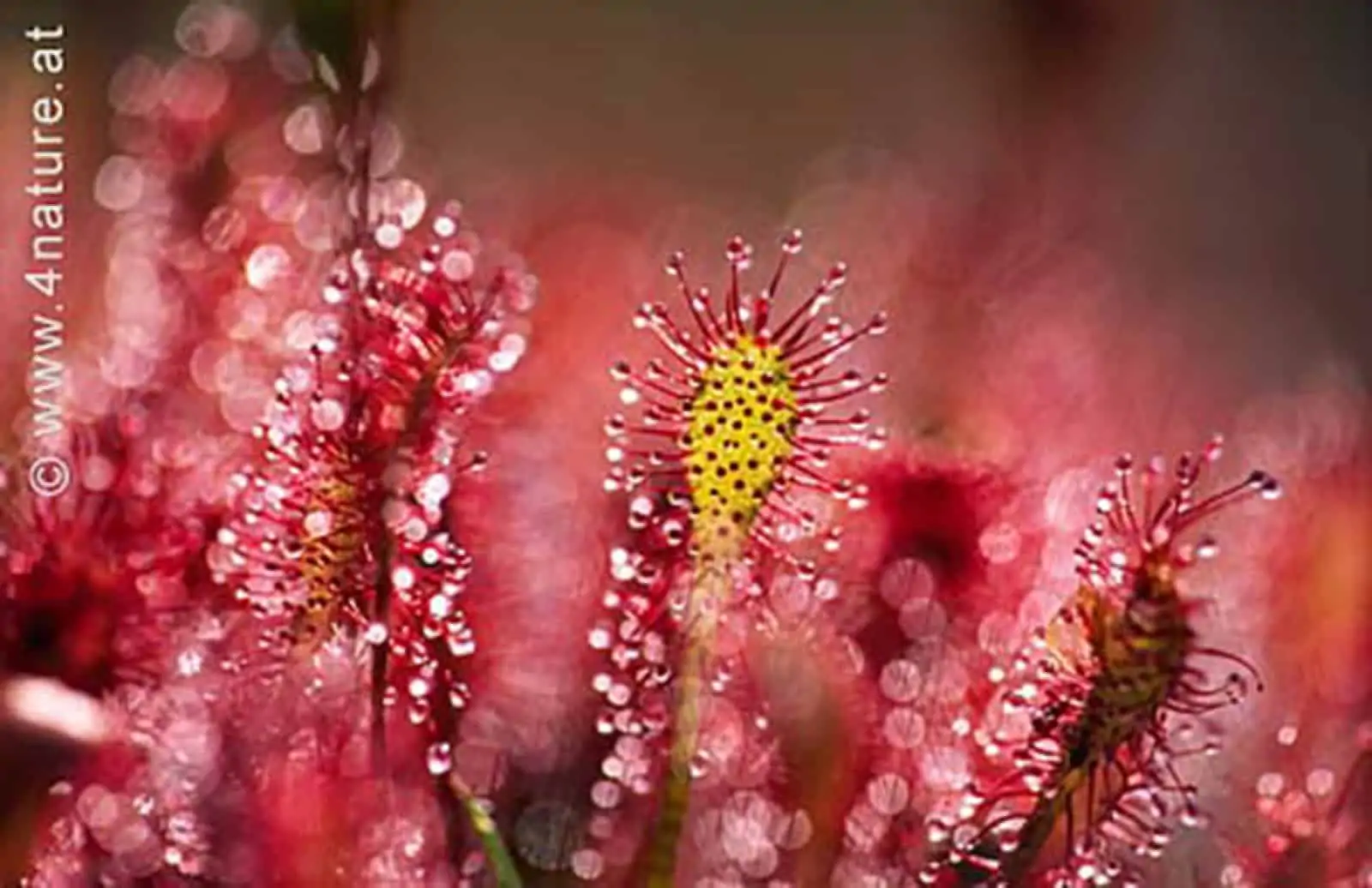 Sonnentau, © by H.Glader/4nature Sonnentau, © by H.Glader/4nature