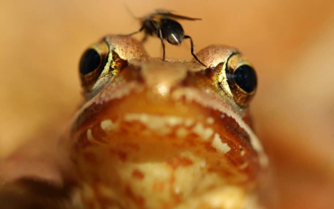 Froschkonzerte nach Flussrenaturierung. WWF erfreut über Naturschutzerfolg in den Marchauen.