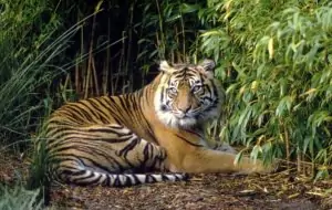 Sumatra Tiger, © by Fredy Mercady/WWF Sumatra Tiger, © by Fredy Mercady/WWF