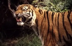 Amur Tiger, © by Chris Martin Bahr/WWF-Canon Amur Tiger, © by Chris Martin Bahr/WWF-Canon