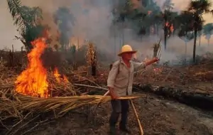 Feuer im Amazonas Regenwald Gebiet