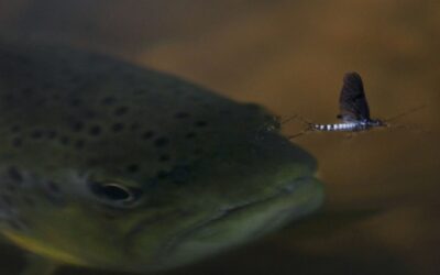 WWF Wunsch ans Christkind: