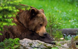 Braunbär, © by J. Stefan/4nature/WWF Braunbär, © by J. Stefan/4nature/WWF