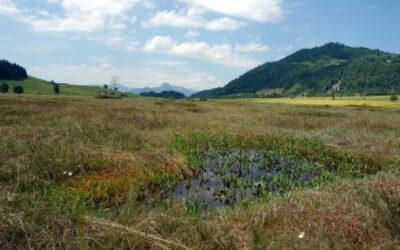 Klimaschutz-Schnäppchen: Moorschutz bringt viel für wenig Geld