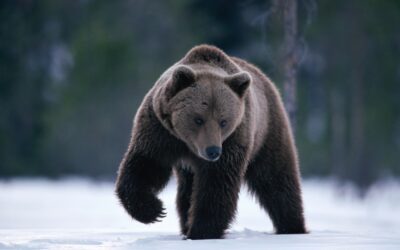 Der letzte Ötscherbär: Schlaf gut „einsamer Moritz“