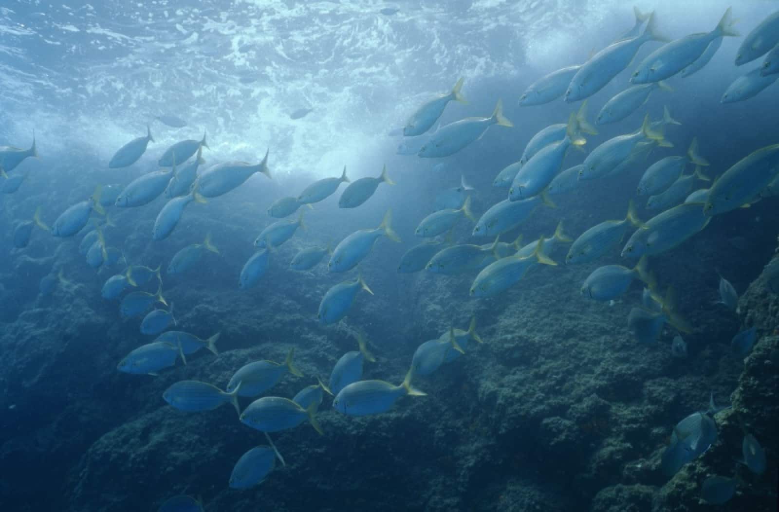 Fischschule im Mittelmeer meer-schuetzen-fischschule