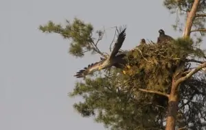 Seeadler beim Abflug aus dem Horst , © by Jiri Bohdal Seeadler beim Abflug aus dem Horst , © by Jiri Bohdal