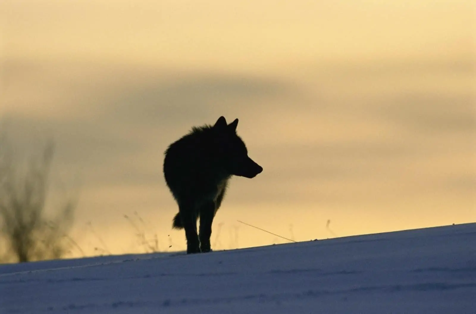 Europäischer Wolf, © by Staffan Widstrand / WWF Europäischer Wolf, © by Staffan Widstrand / WWF