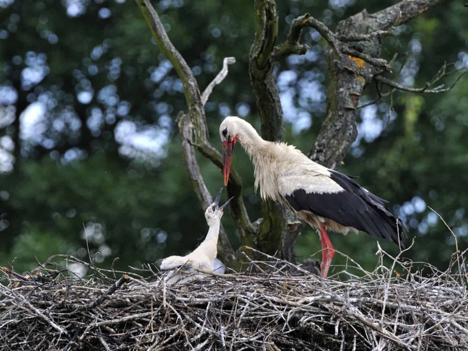 Storch beim Füttern der Jungen, © by Alfred Krappel