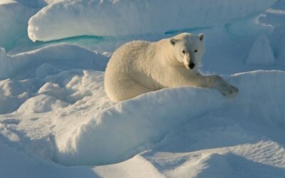 Schmelzendes Polareis macht Eisbären zu Langstreckenschwimmern