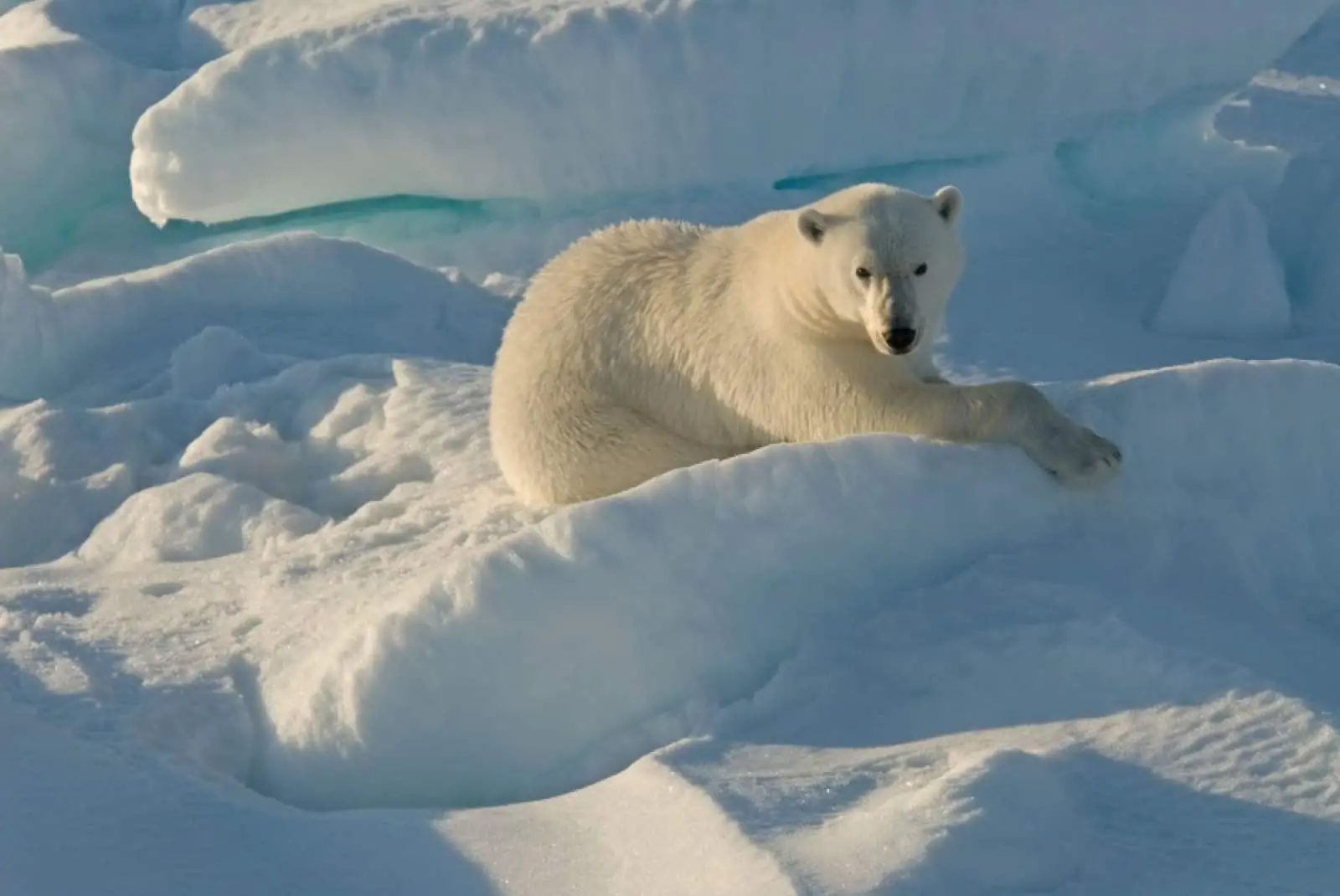 Je frostiger, desto besser! Ein Eisbär in seinem Lebensraum