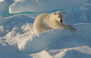 Je frostiger, desto besser! Ein Eisbär in seinem Lebensraum, © by Steve Morello/WWF Canon