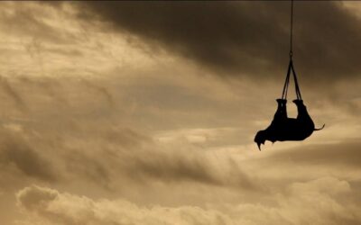 WWF: Afrikanische Spitzmaulnashörner fliegen durch die Luft