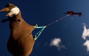Ein Spitzmaulnashorn fliegt in die neue Heimat, © by Michael Raimondo/WWF
