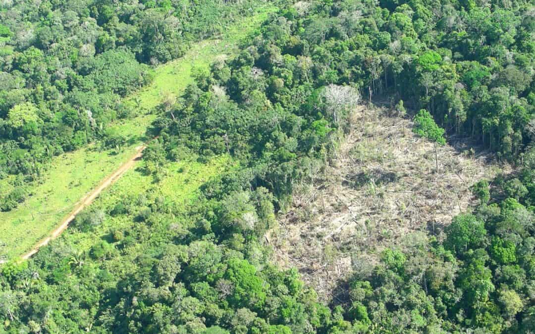 Brasilien erklärt Umweltkriminalität für legal