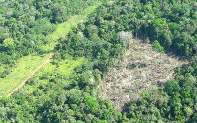 Brasilien erklärt Umweltkriminalität für legal
