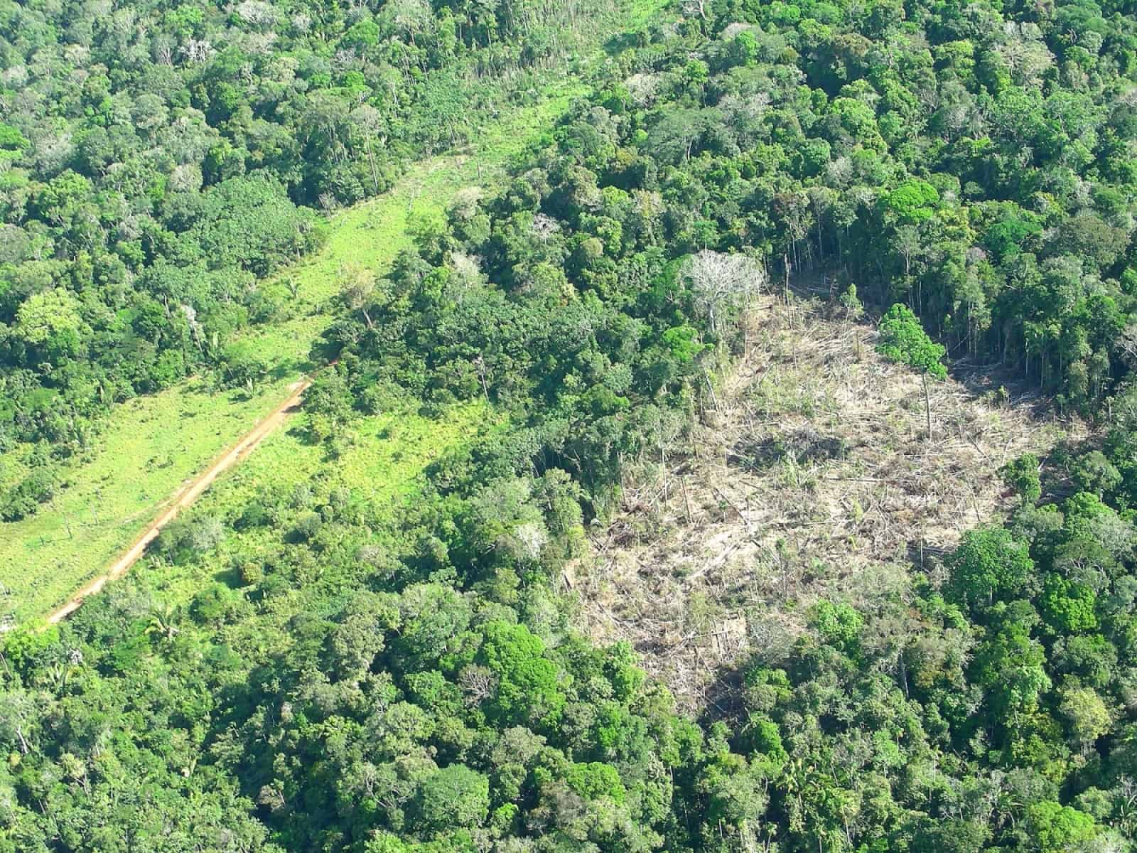 Rodung im Brasilianischen Regenwald