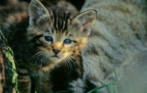 Eine junge Wildkatze, © by Thomas Stefan
