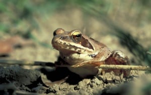 Springfrosch, © by Anton Vorauer/WWF-Canon Springfrosch, © by Anton Vorauer/WWF-Canon