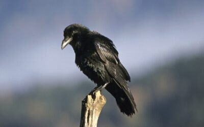 Totenvogel Rabe? – Weit gefehlt!