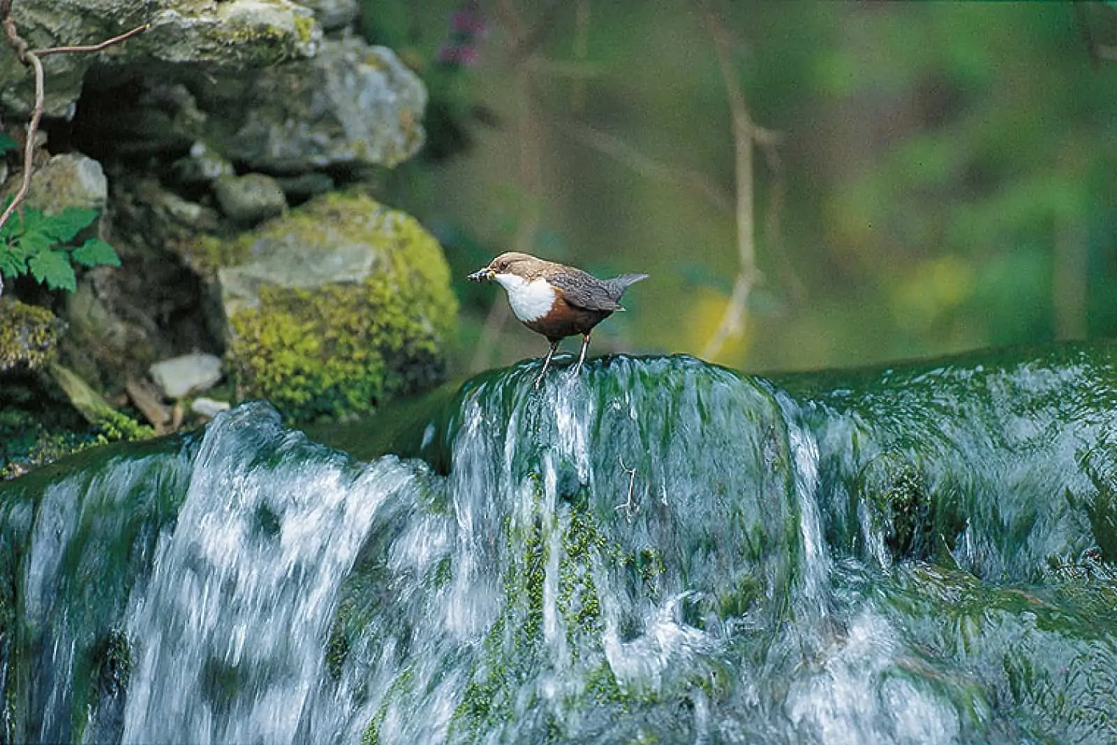 Wasseramsel