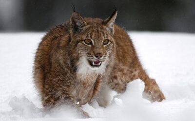 Luchse in der Winterzeit: Feuertaufe für die Jungtiere