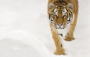 Sibirischer Tiger im Schnee, © by naturepl.com / Edwin Giesbers / WWF-Canon