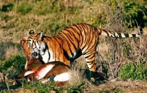 Südchinesischer Tiger (zuletzt in den 1990ern gesehen), © by WWF Südchinesischer Tiger (zuletzt in den 1990ern gesehen), © by WWF
