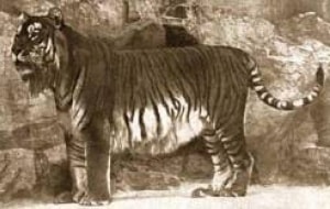 Kaspischer Tiger: in den 1950er Jahren ausgestorben, © by .
