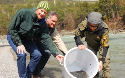 Neue Fische für den Inn