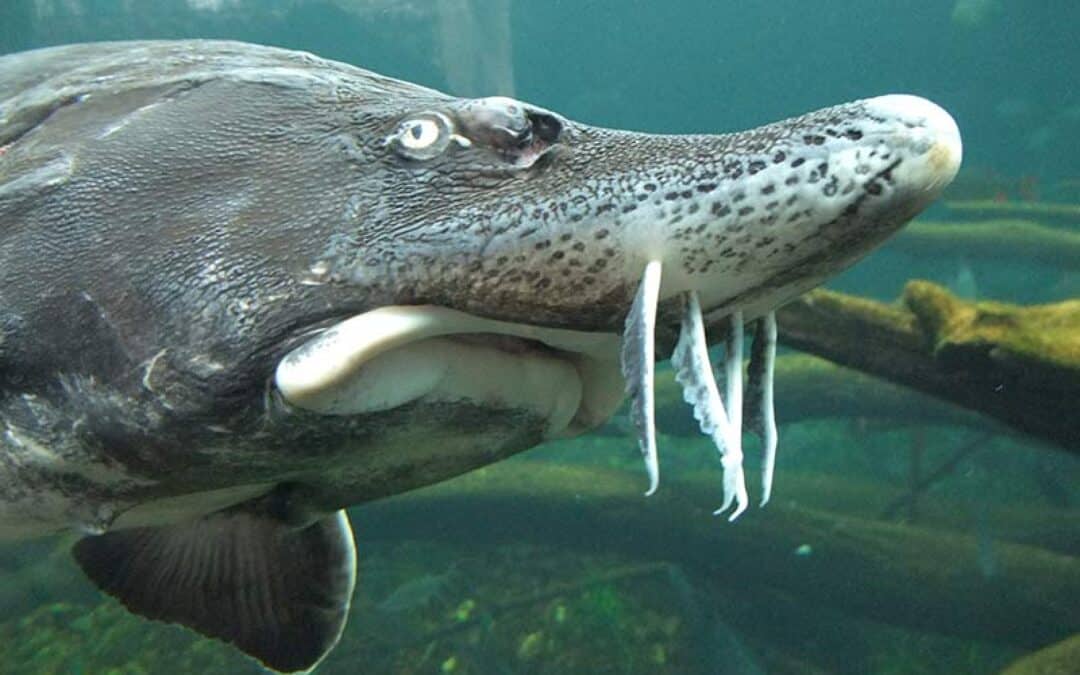 WWF-Report: Wilderei bedroht Dinosaurier-Fische der Donau