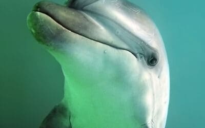 Delfine im Mekong: Die letzten ihrer Art!