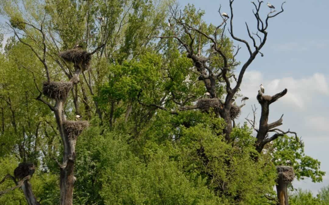 Der Frühling kehrt ein – Saisonstart im Storchenhaus Marchegg am 21. März