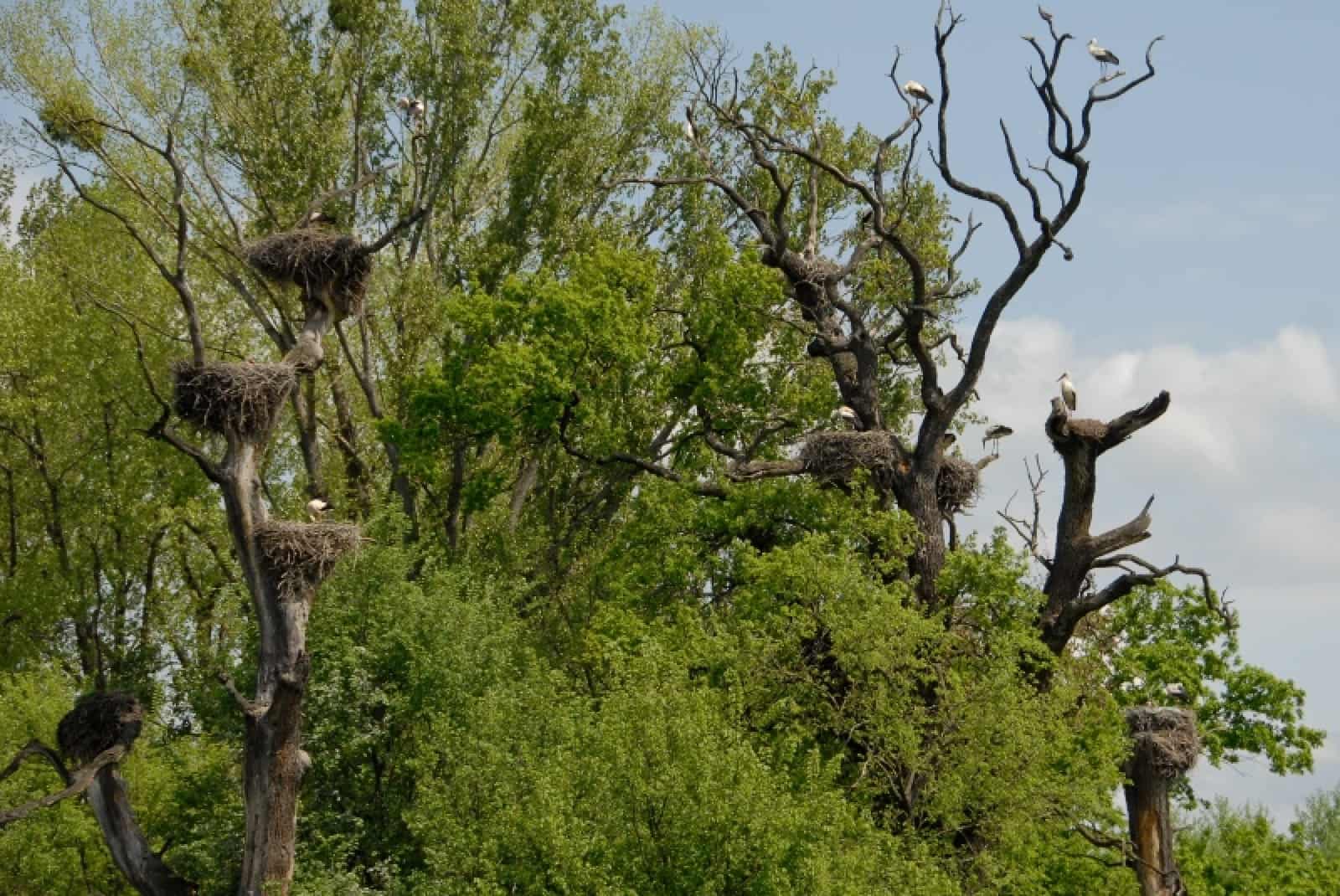 Hier brüten die Störche noch auf ihren ursprünglichen Brutplätzen: alten, knorrigen Eichen WWF-reservat-stoerche