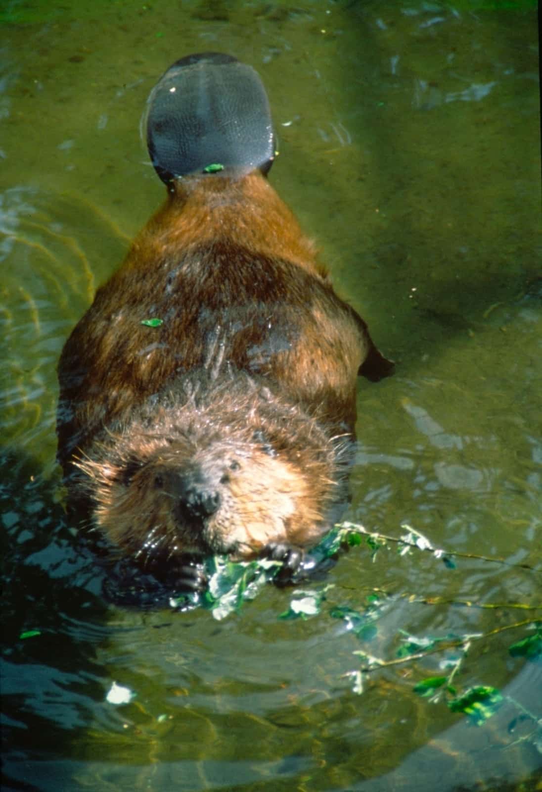 Die Kelle dient beim Schwimmen als Ruder, © by  P/Huber4nature