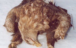Vergifteter Seeadler, © by V. Graf/WWF Vergifteter Seeadler, © by V. Graf/WWF