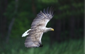 Seeadler im Flug, © by Terry Pickford tpickford@toucansurf.com