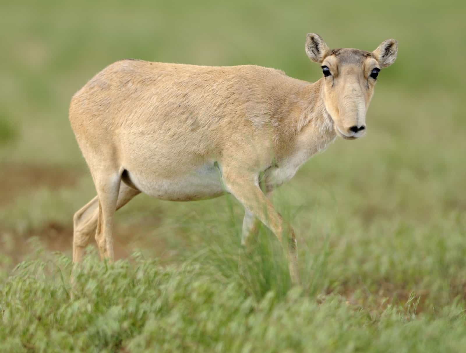 Saiga-Antilope, © by Wild Wonders of Europe/ Igor Shpilenok/WWF Saiga-Antilope, © by Wild Wonders of Europe/ Igor Shpilenok/WWF