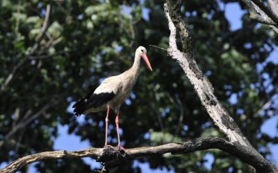 Frühlingsbote: Der Storch ist wieder da!