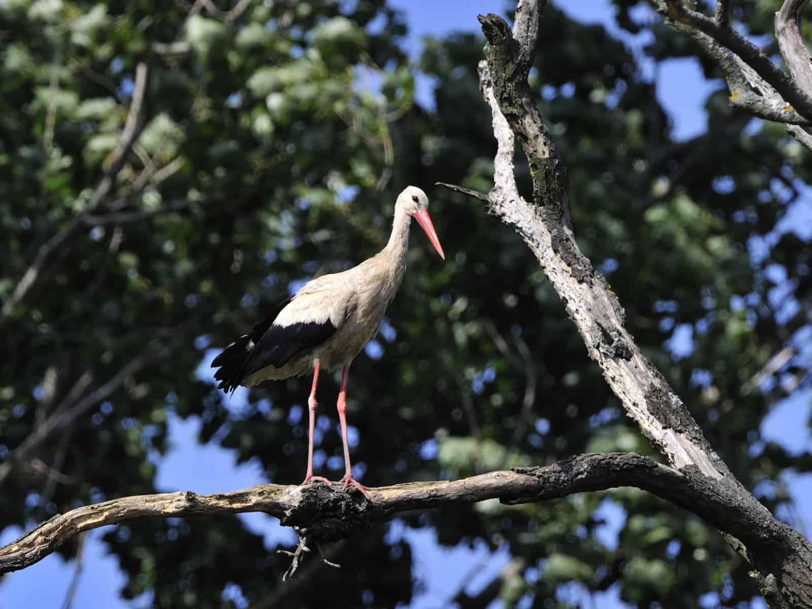Ein Weißstorch auf einem Ast in der Storchenkolonie Marchegg