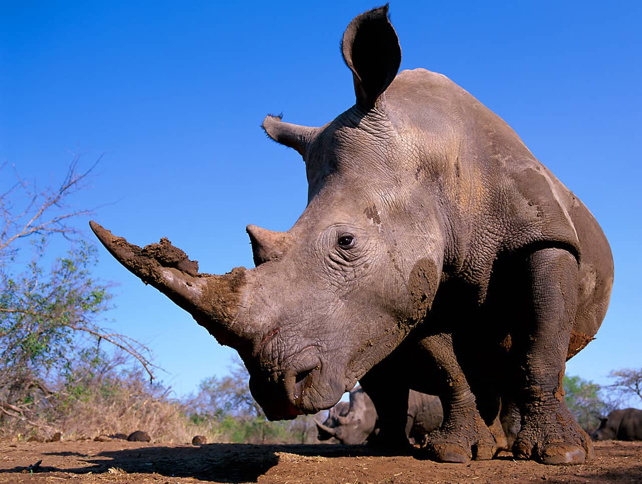 Spitzmaulnashorn