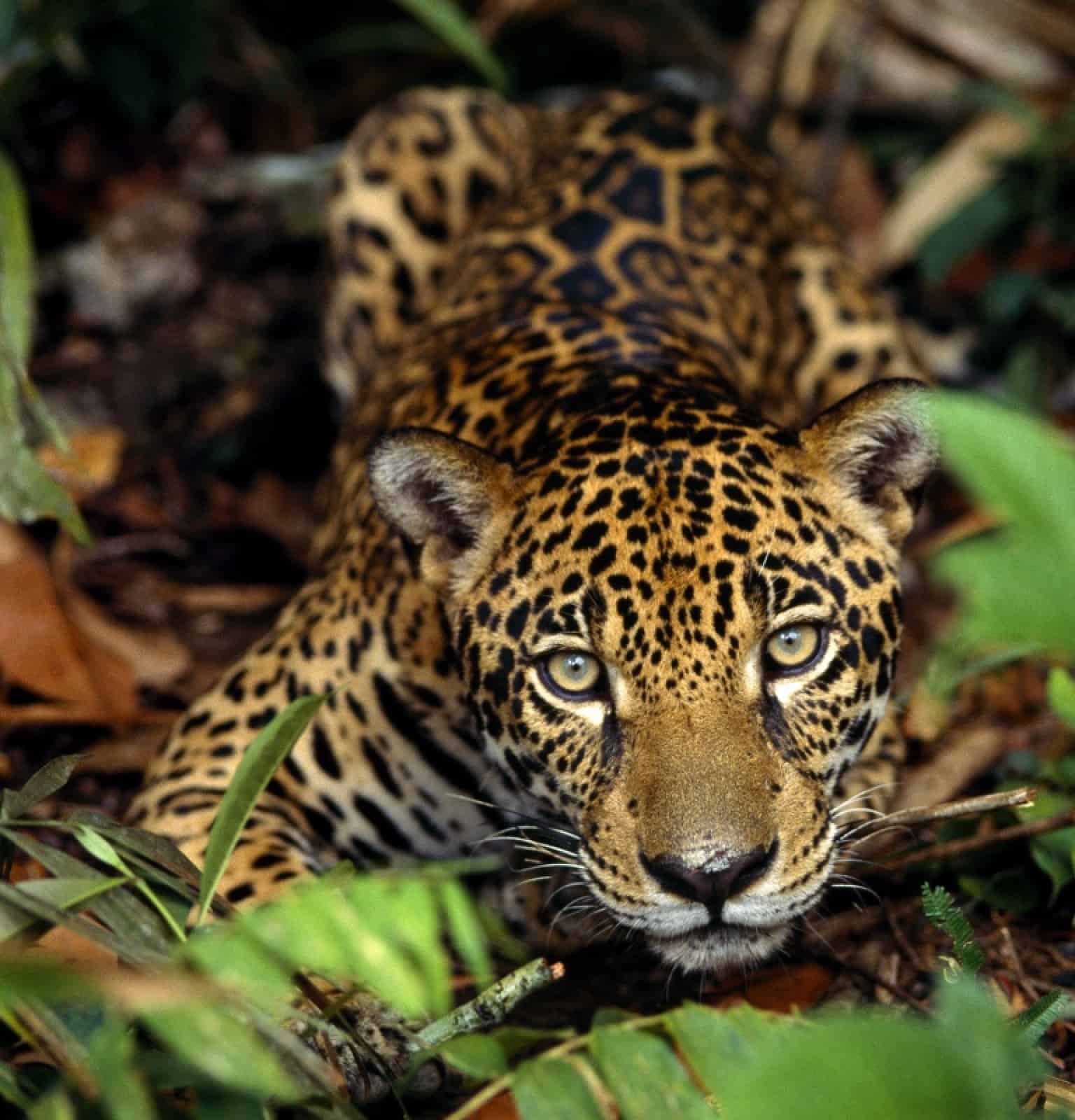 Jaguar, © by WWF Brasilien