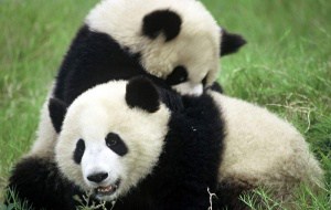 Spielende Pandas, © by Michel Gunther / WWF-Canon