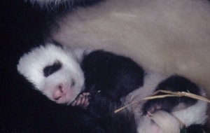 Großer Panda mit Baby, © by Susan A. Mainka / WWF-Canon