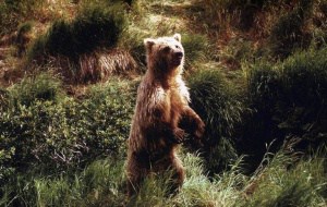 Kodiakbär, © by Eric Flipse / WWF-Canon