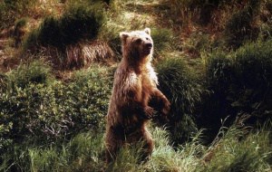 Kodiakbär, © by Eric Flipse / WWF-Canon Kodiakbär, © by Eric Flipse / WWF-Canon